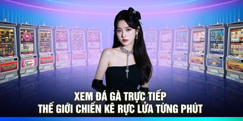 Xem đá gà trực tiếp – Thế giới chiến kê rực lửa từng phút